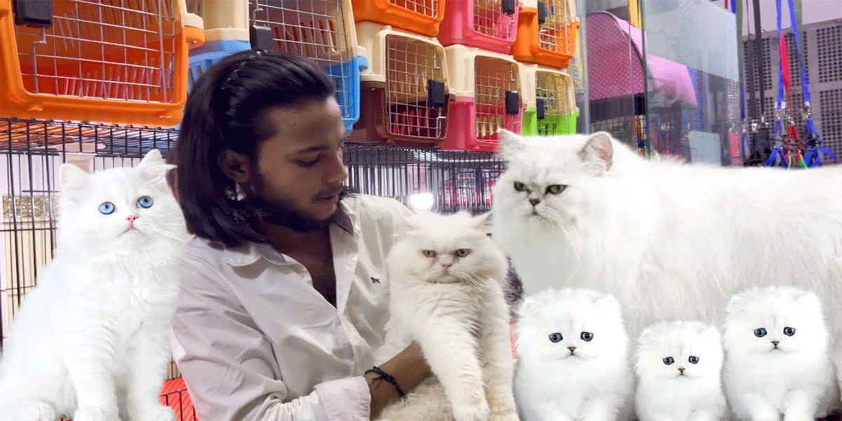 Persian Cat Price in Pakistan